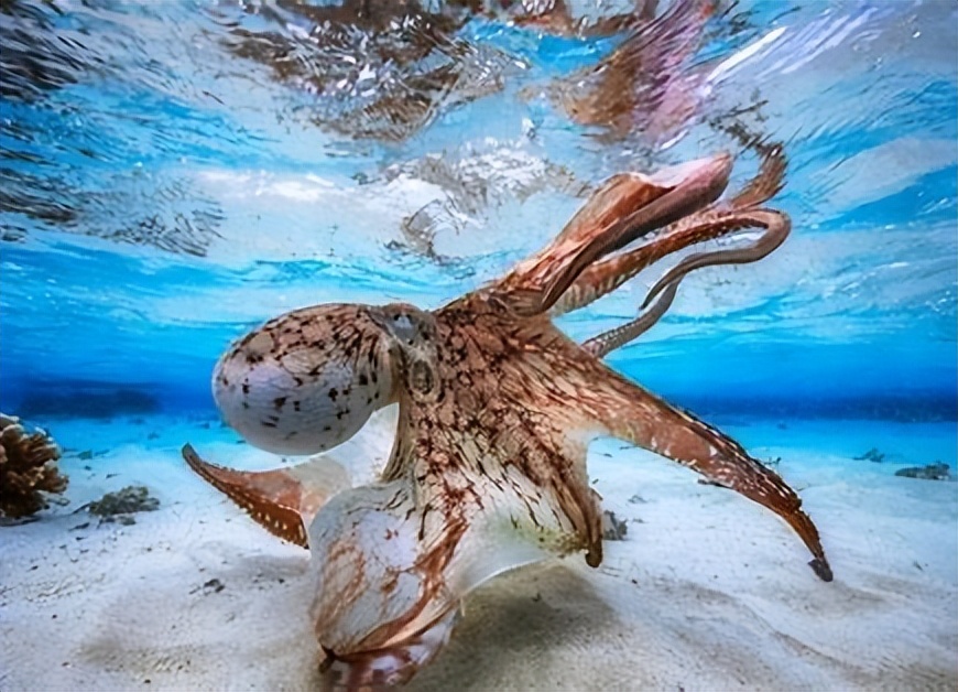 四维生物真实存在吗,四维生物空间的危害