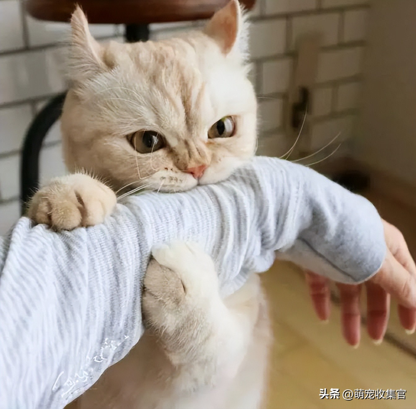 小猫总是喜欢咬人怎么办,猫咪一到晚上喜欢咬人怎么纠正