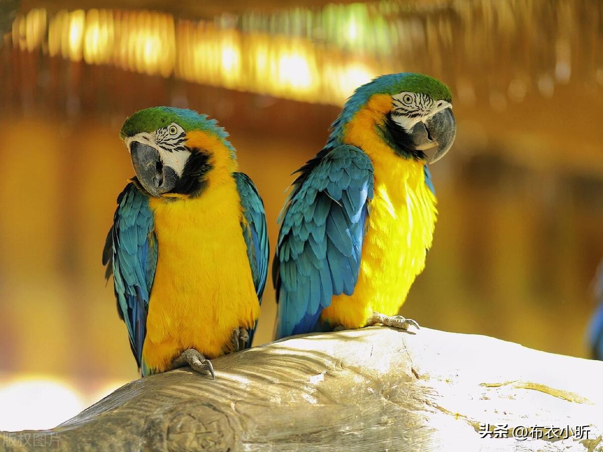 哪些鹦鹉带合法标识,买鹦鹉会被判刑吗