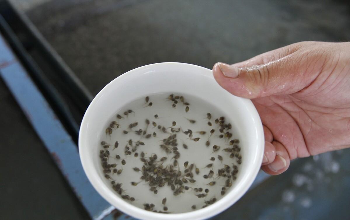 世界上发现的最大鳇鱼,黑龙江大鳇鱼是国家保护动物吗