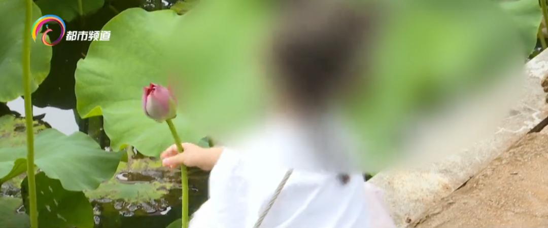 精心打扮出去拍照,大观公园荷花拍照技巧