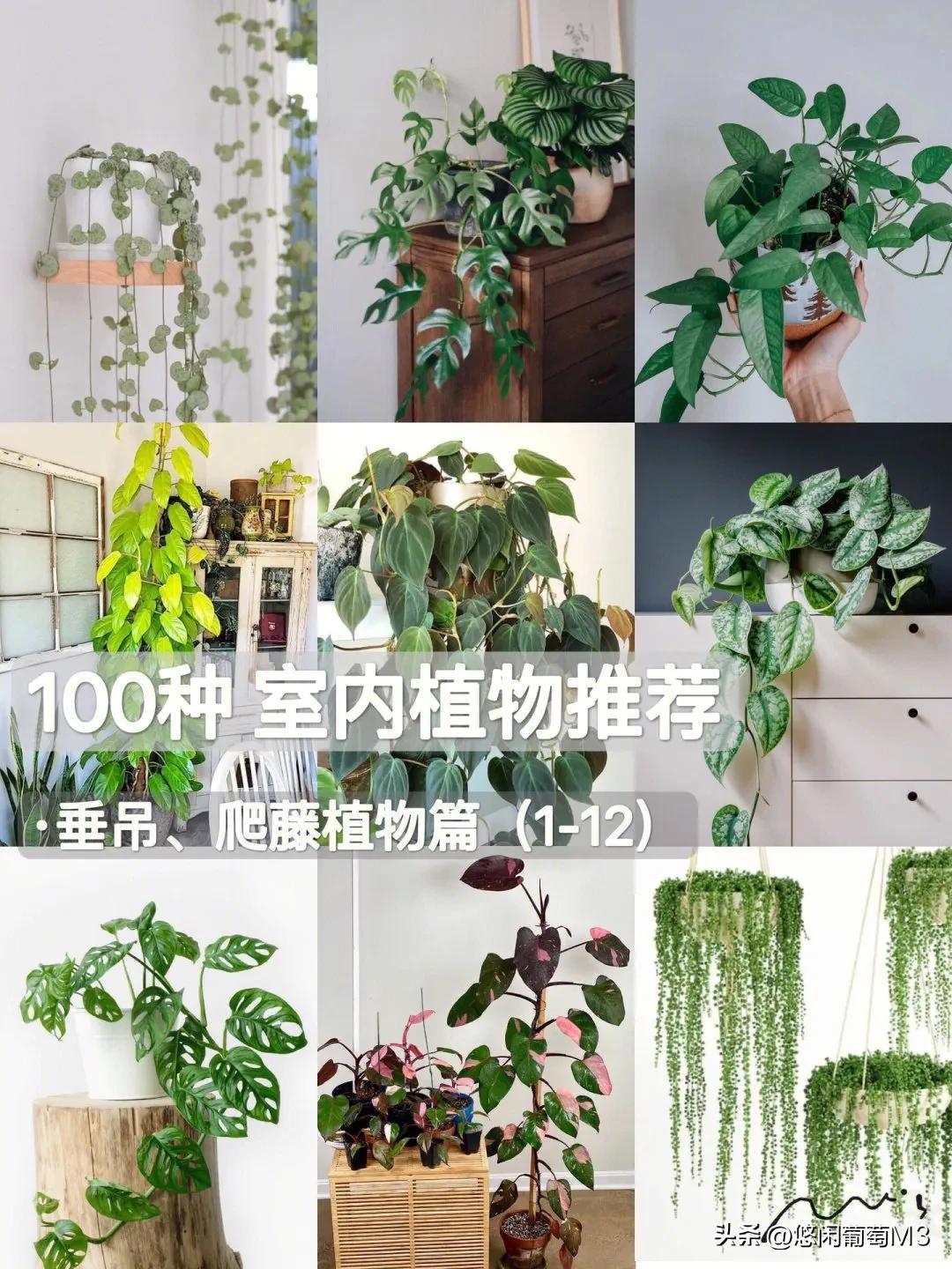 十大室内爬藤绿植,长得快的爬藤垂吊植物