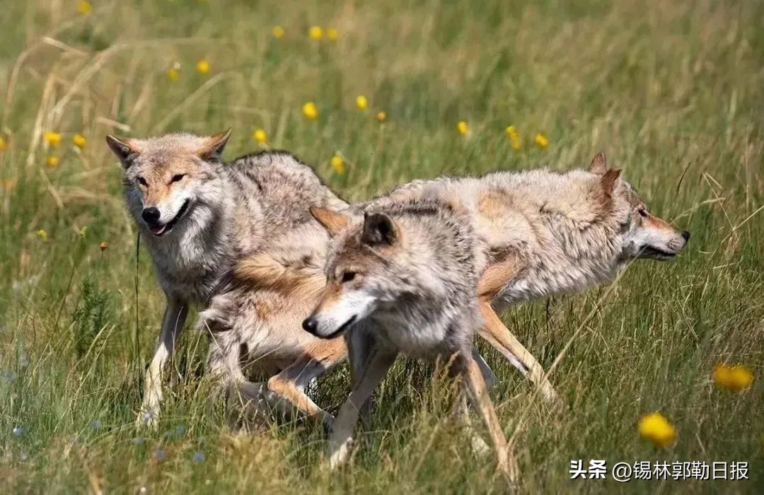 这部在锡盟取景拍摄的电影荣获第41届香港金像奖最佳亚洲华语电影!