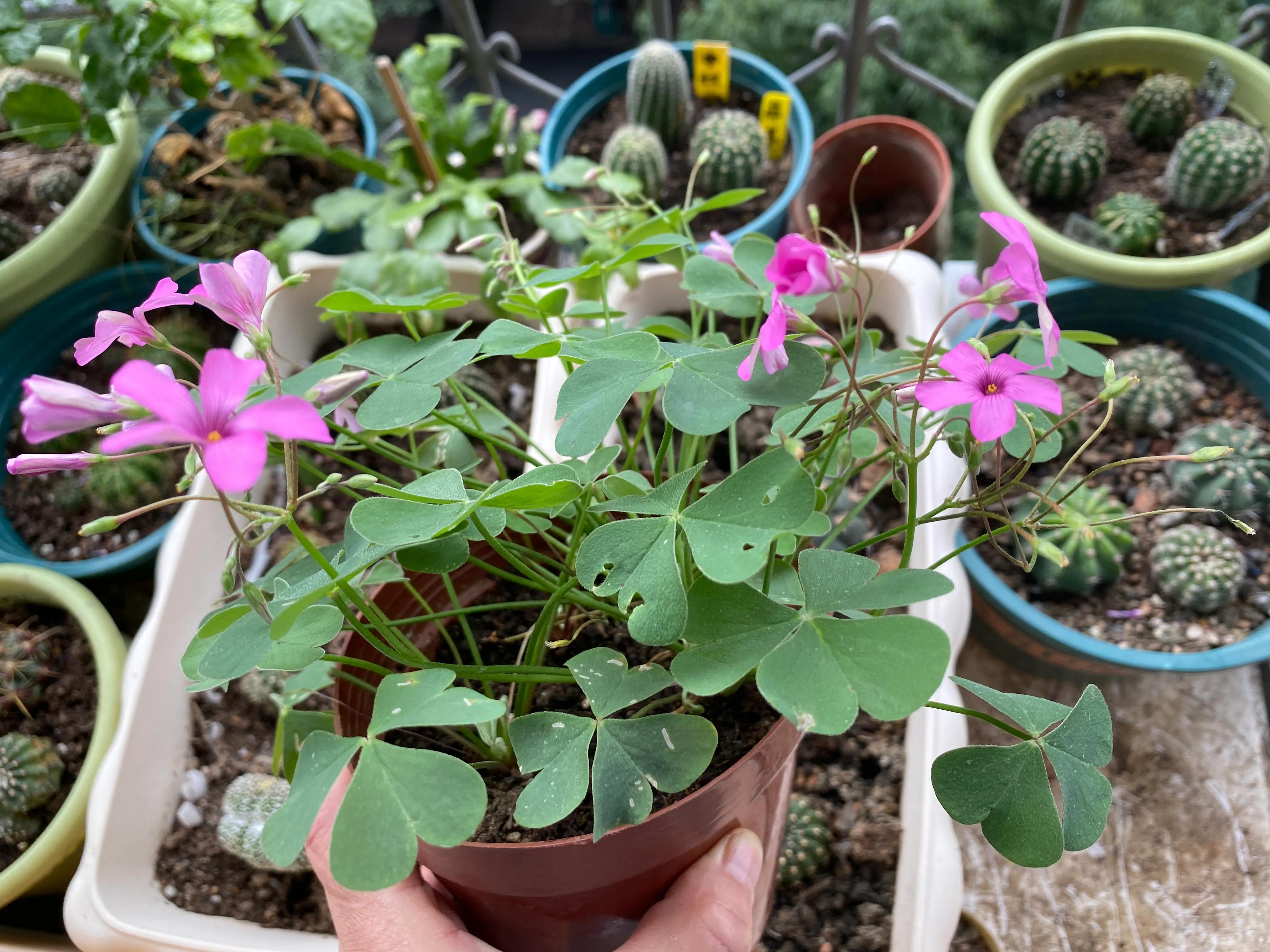 酢浆草起死回生记