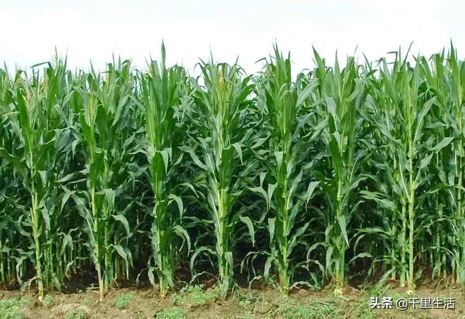 玉米界的“爱马仕”，一*爆口**浆，简直停不下来