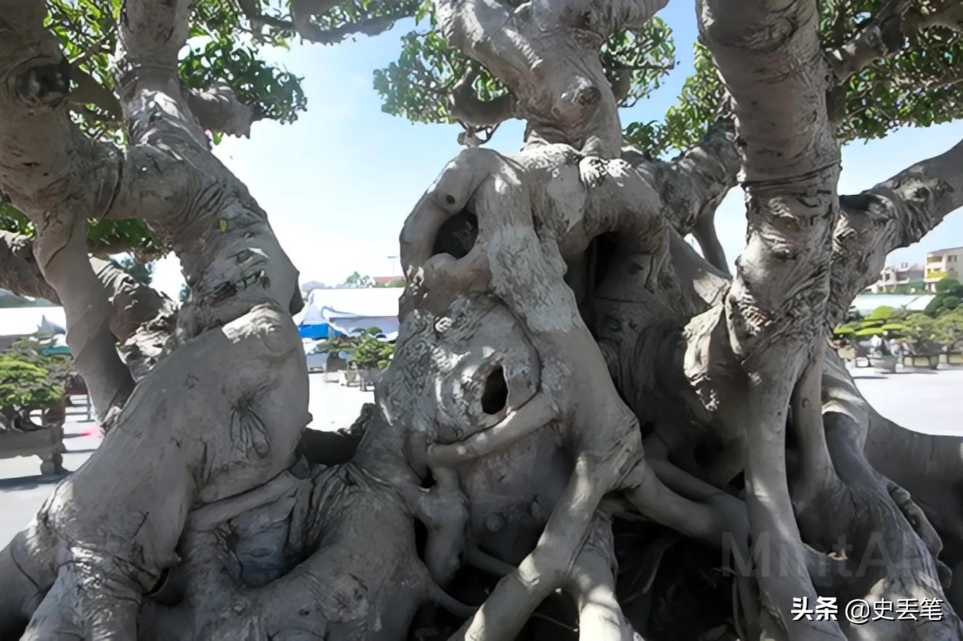 20多年前他花100万买下明代老宅,2014年男人花一万元买下腐烂树根