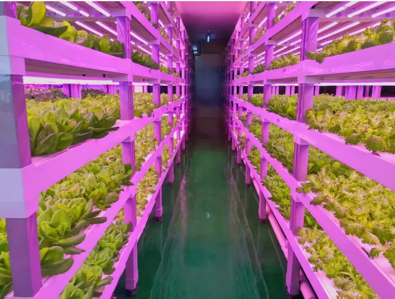 透视中日荷三国“植物工厂”案例，植物工厂的下一站又是什么