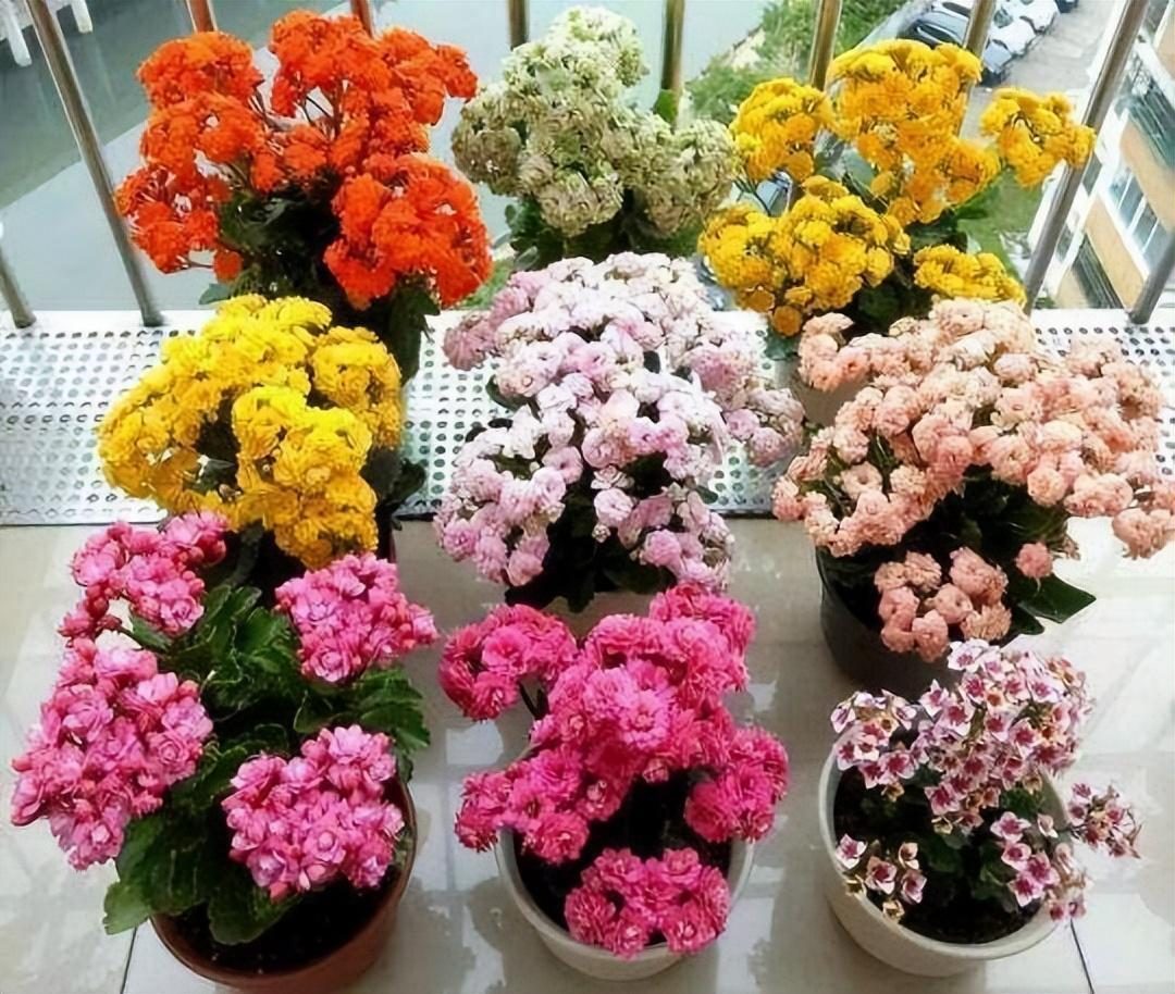 代表富贵吉祥的花草,有寓意的花草名