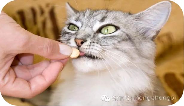 猫传染性腹膜炎后腿无力,传染性腹膜炎猫可以治疗吗