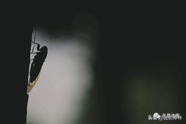 蝉的禅意深度有多深,蝉意与禅意