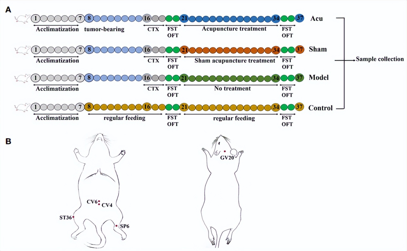 百趣代谢组学分享:针灸改善乳腺癌相关性疲劳!非靶代谢组学…