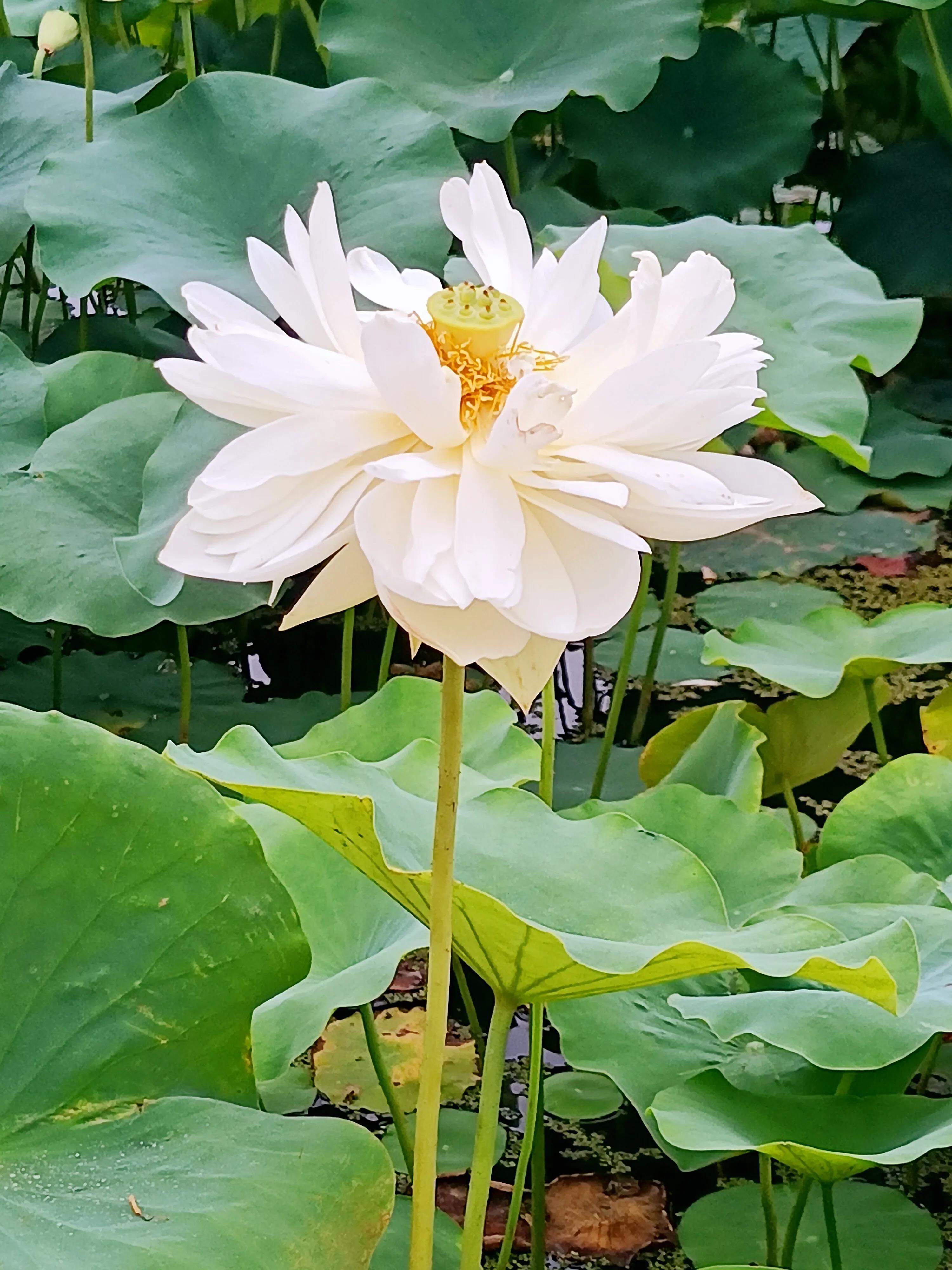 高龄胰腺癌晚期还有必要化疗吗,胰腺癌晚期医生建议不化疗