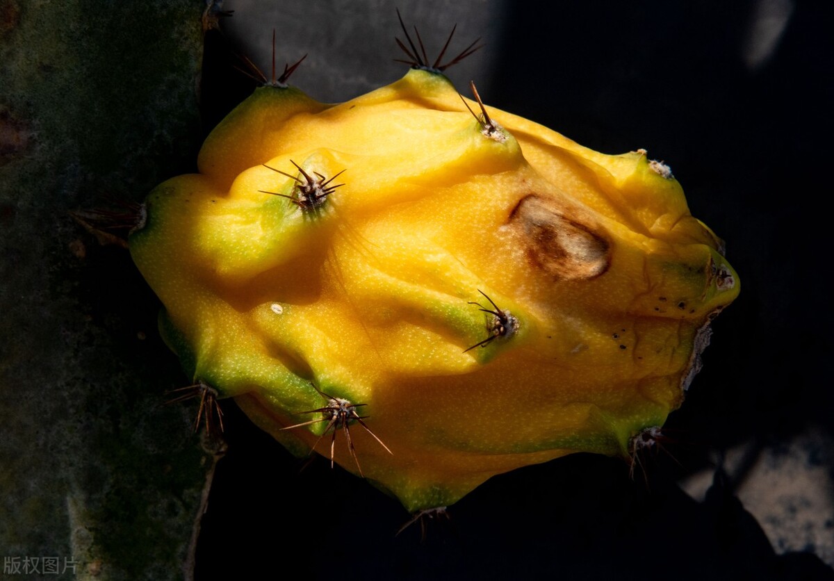 佳农厄瓜多尔麒麟果,厄瓜多尔麒麟果