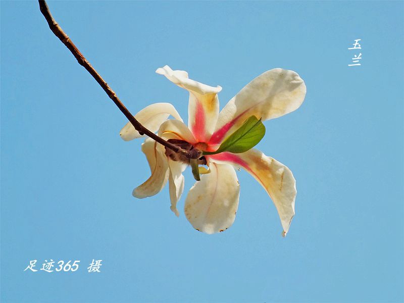 又见玉兰、杏花不一样的拍法