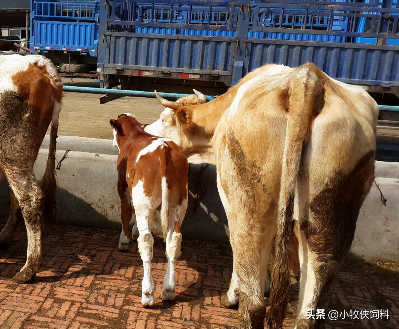 牛不反刍用什么药来最快？治疗牛不反刍的最好方法，本文告诉你！