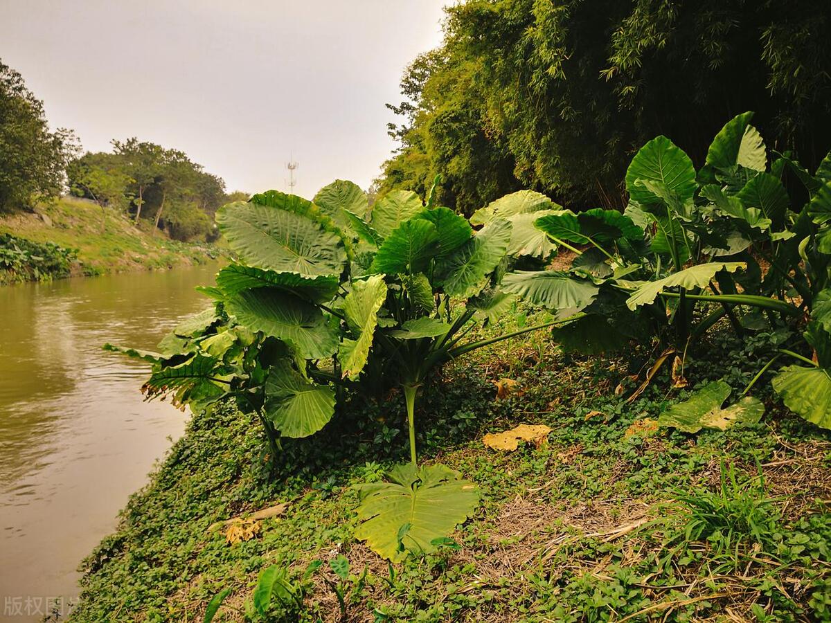 滴水观音烂根怎么处理,滴水观音烂根怎样处理