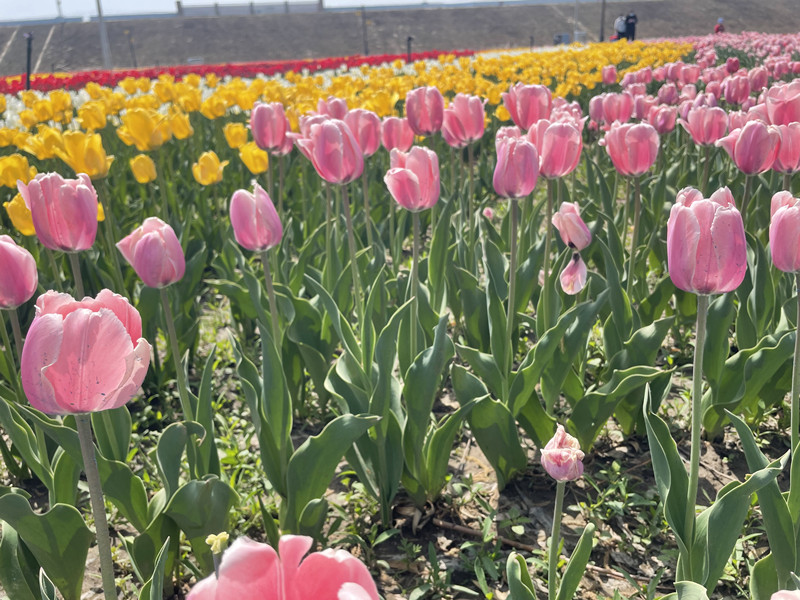 郁金香旅游节攻略,五家渠青格达湖郁金香免费吗