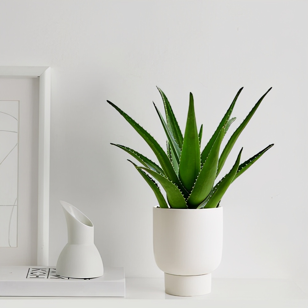 室内养什么花晚上释放氧气,房间养什么花好睡眠