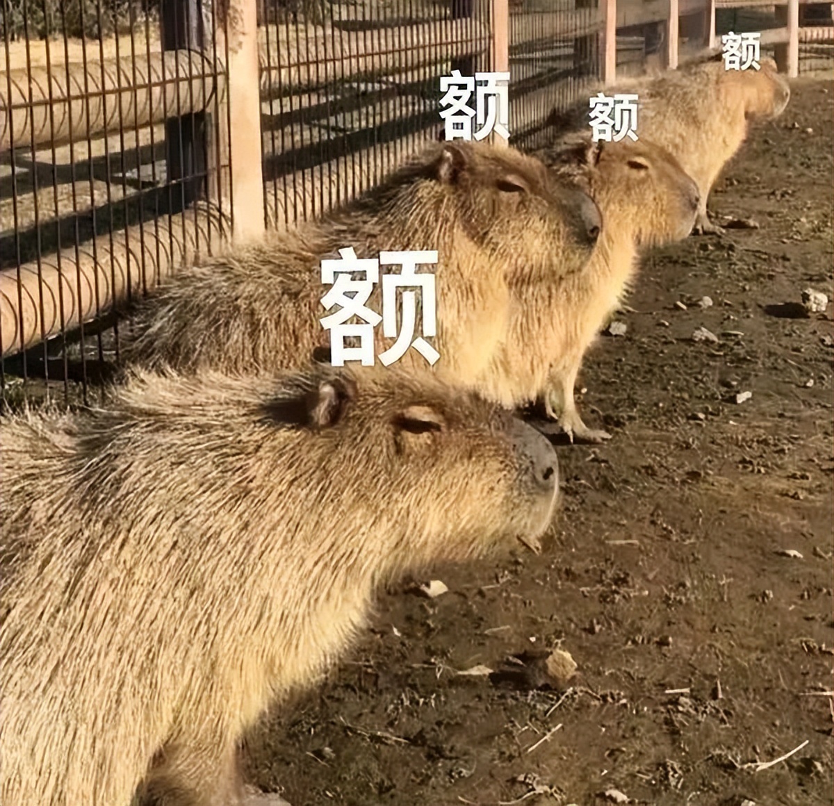 大腿两侧有白色条纹怎么消除,女生大腿外侧出现小条纹