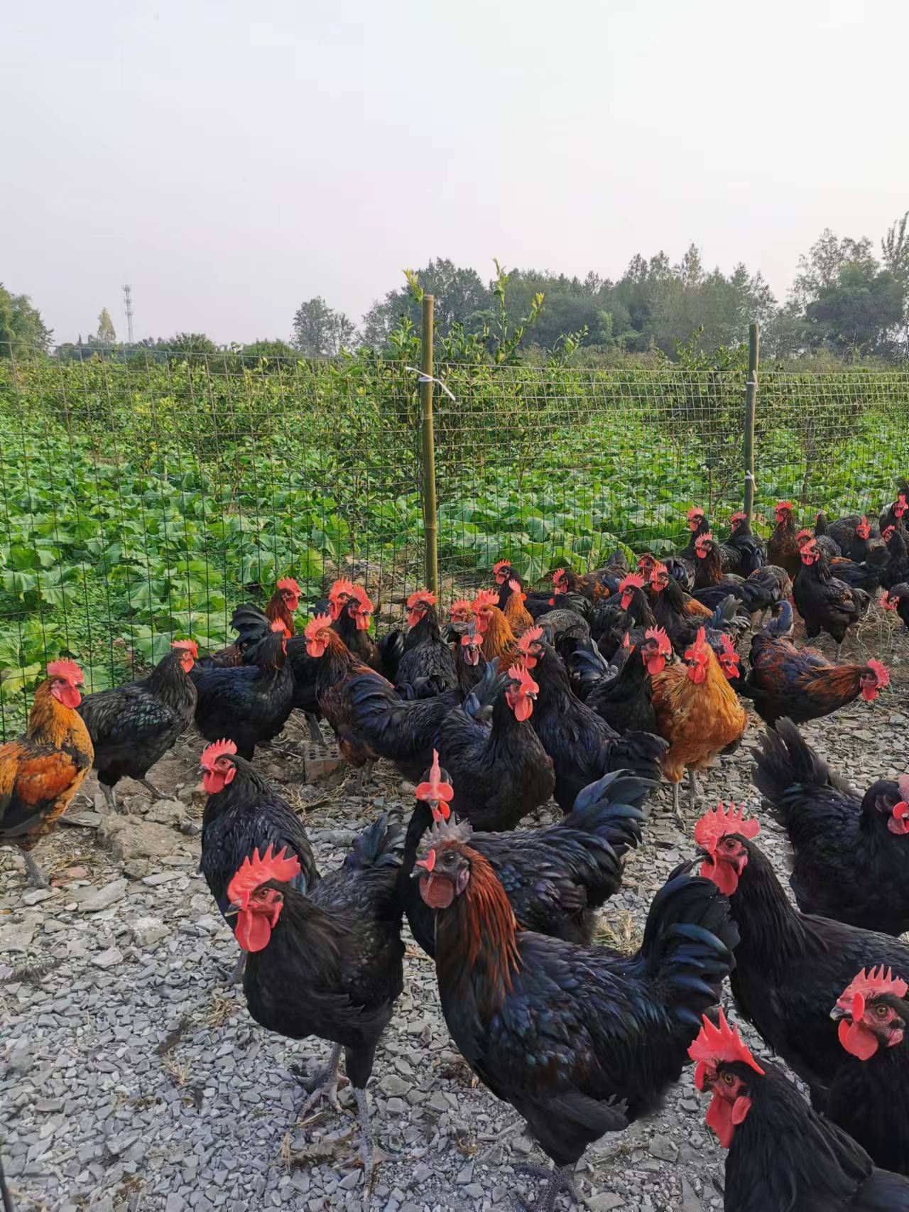 创业养土鸡怎样才赚钱,年轻人创业养土鸡好吗