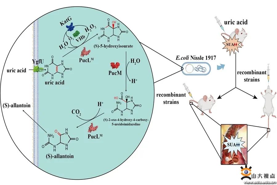 请查收！山大最新学术一览