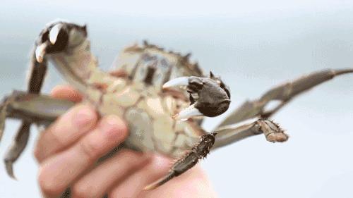 阳澄湖大闸蟹到底有没有那么多,阳澄湖大闸蟹几个档次