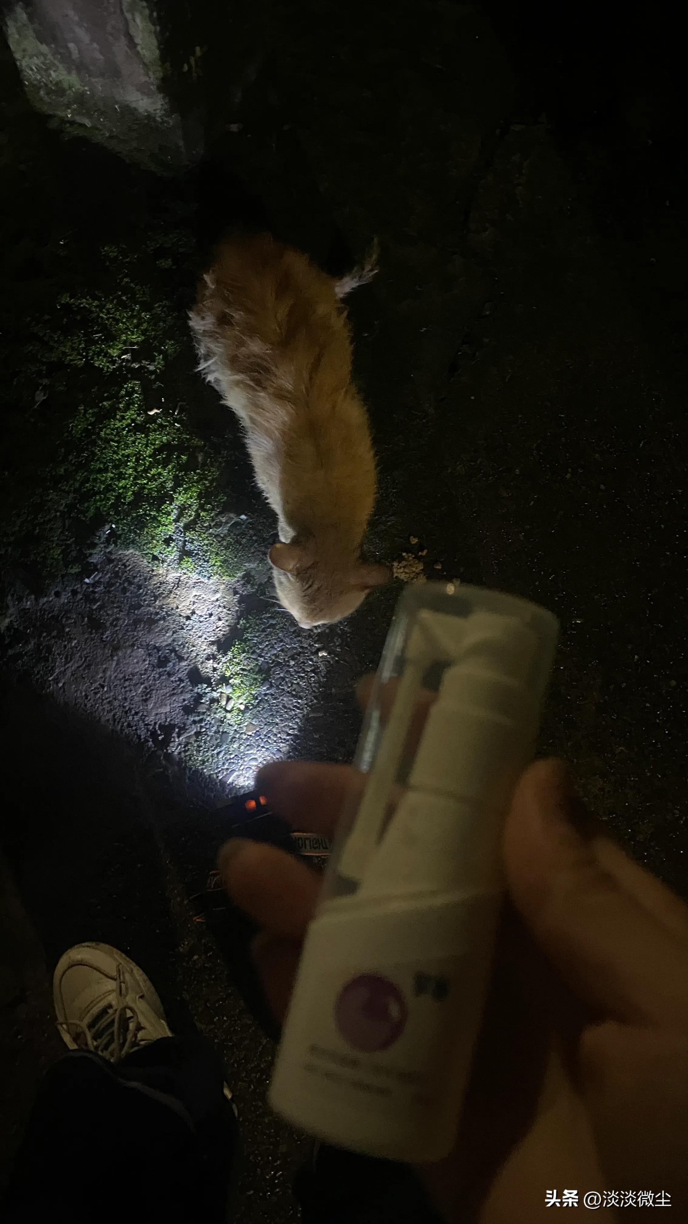 坚强的口炎猫，可我没办法拯救你！