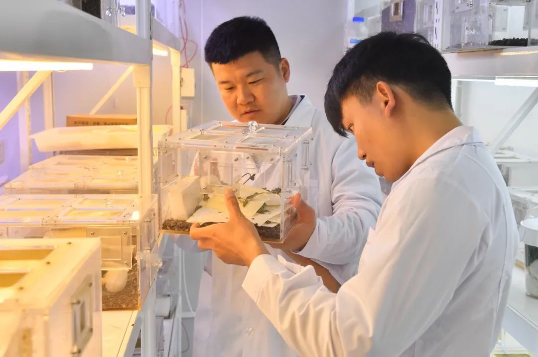 特稿丨2000多万只昆虫的使命