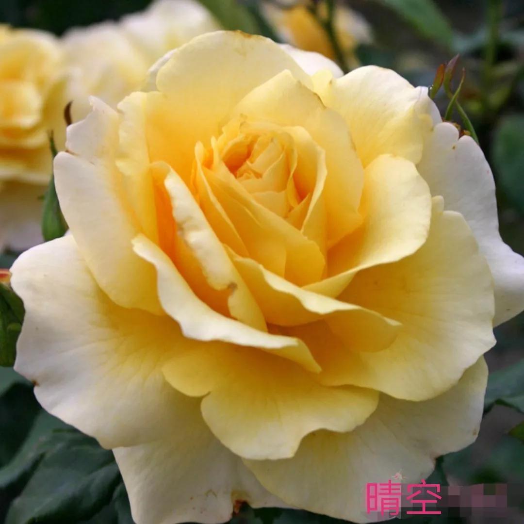 切花月季经典品种推荐,奥斯汀十大切花月季品种