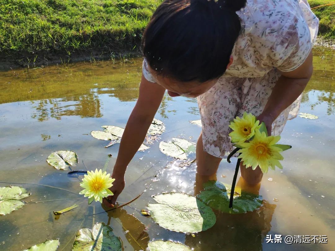 清远这里九品香莲花飘香离市区仅15分钟车程新鲜采摘泡茶美容养颜