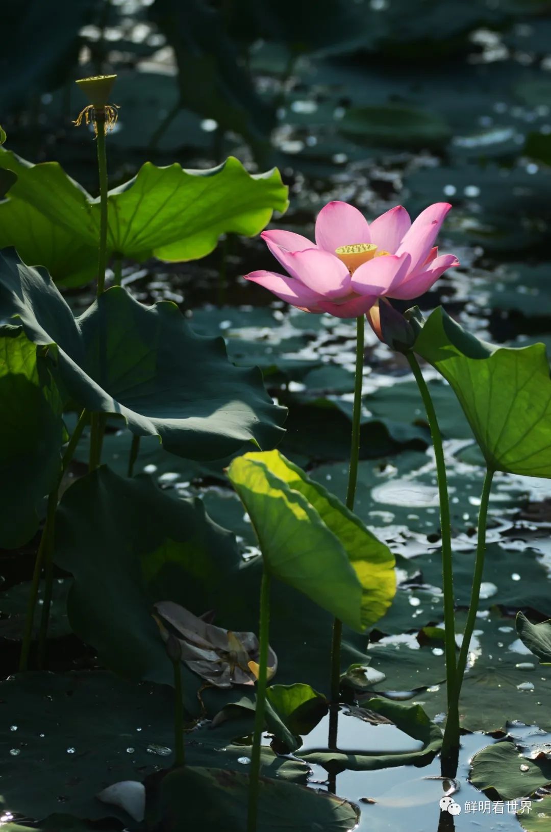 明心见性花开见佛,花开见佛碧水禅心