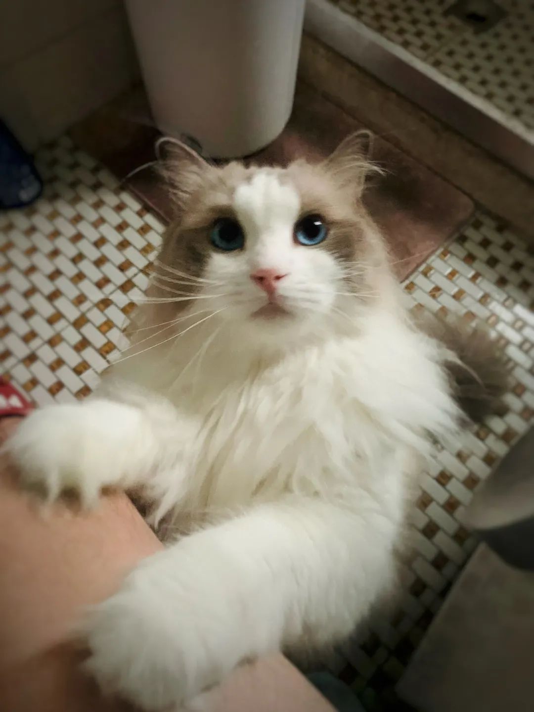 汤圆布偶猫,最好看的布偶猫汤圆