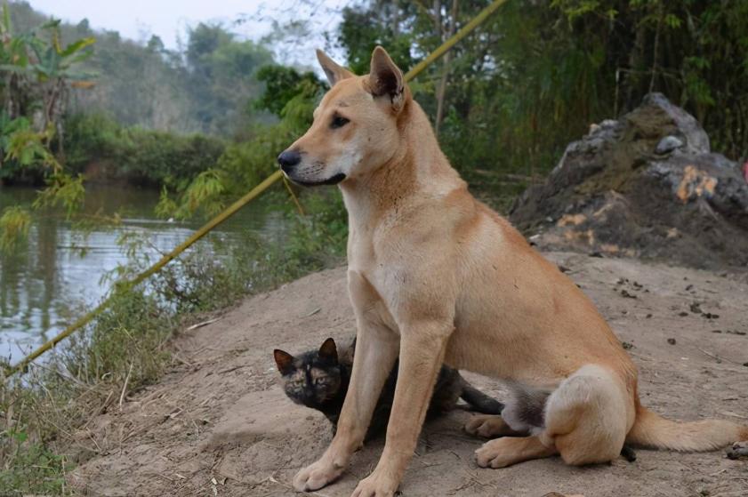 郭德纲为什么不吃四样东西,郭德纲的四大不吃