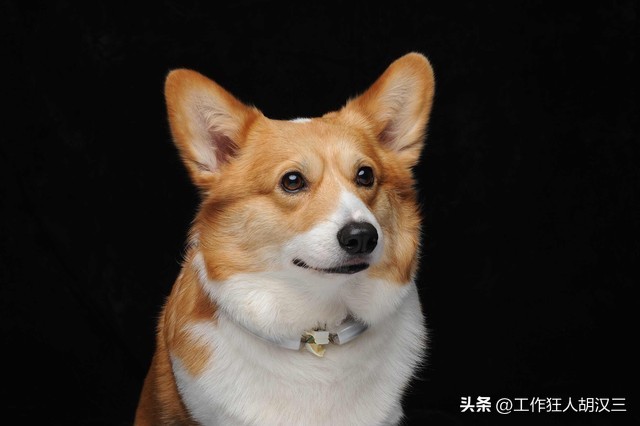 自己养的狗咬了自己亲人怎么办,养狗咬了人怎么赔偿