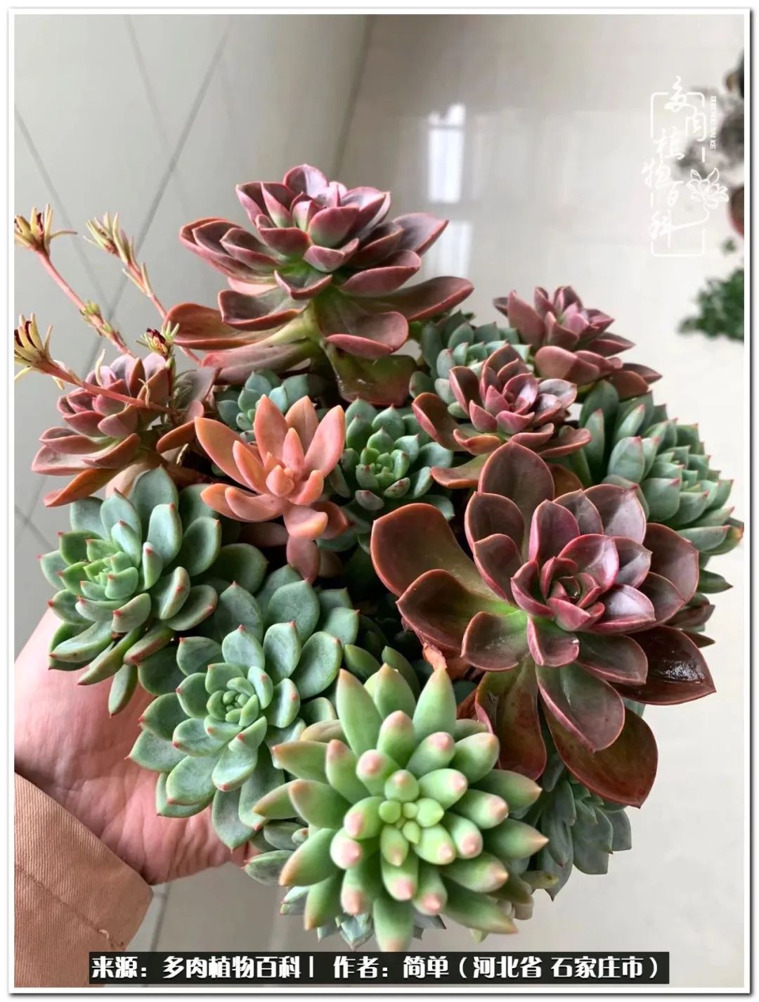 自从养了多肉以后视频,养多肉治愈生活中的疲惫和琐碎