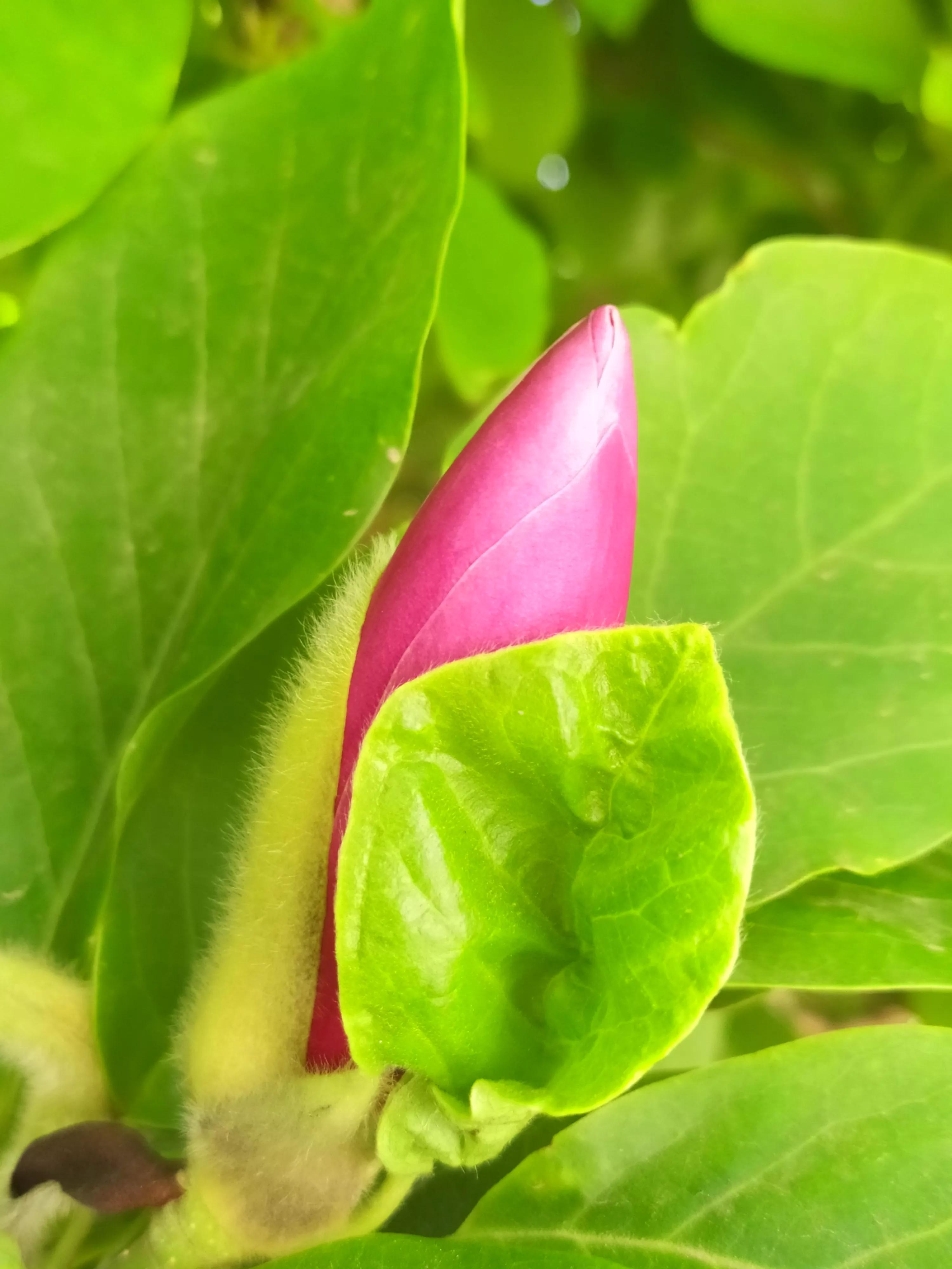 玉兰花的花期是几月份,玉兰花的花期在什么时间