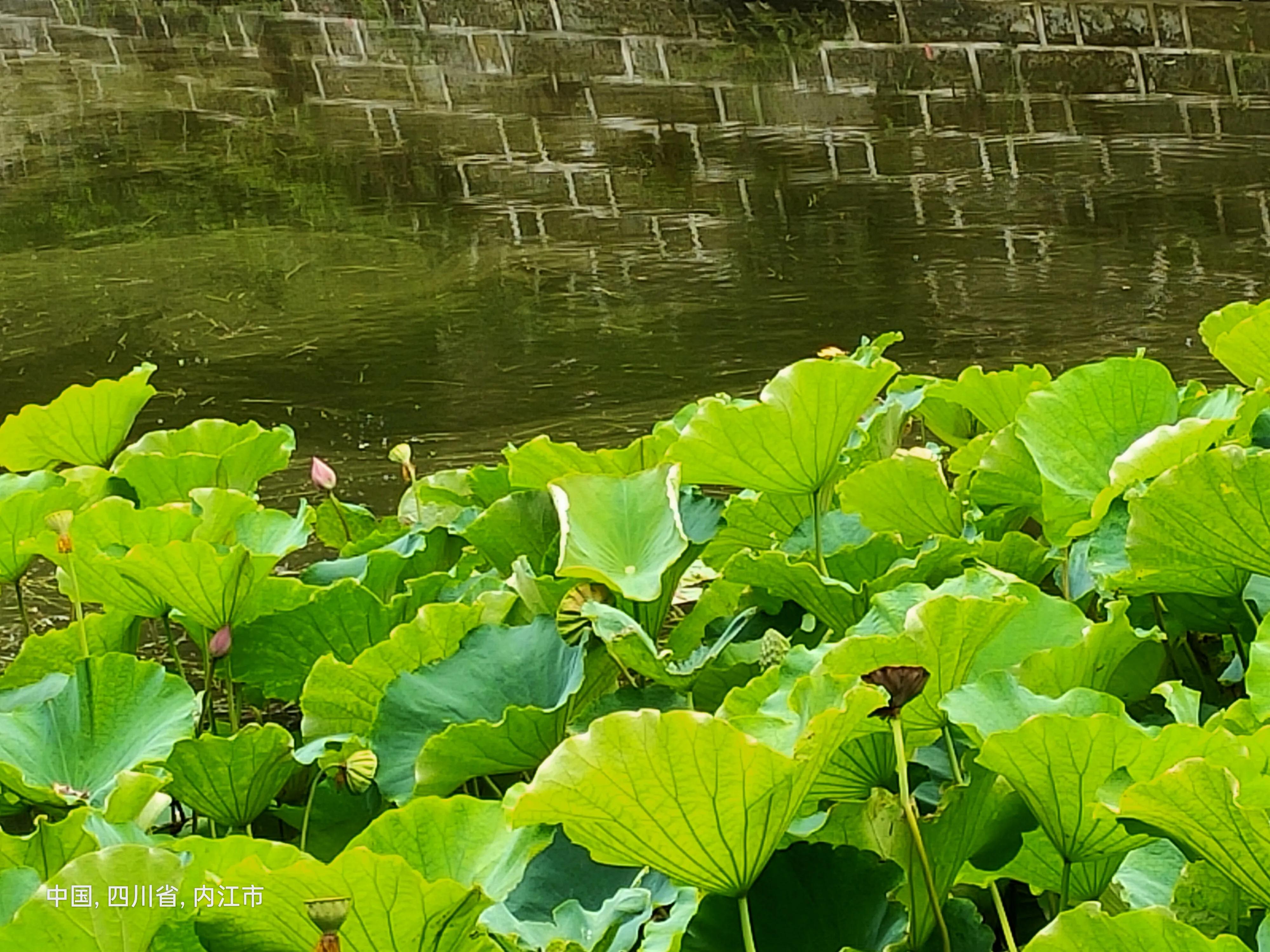 荣昌金科礼悦东方外墙脱落,金科礼悦东方有几个幼儿园