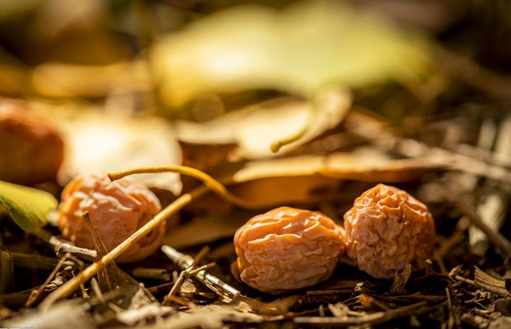 不要随便捡树叶,不要乱捡银杏