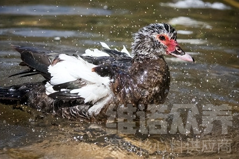 黑脸番鸭和红脸番鸭区别,番鸭的几个特点