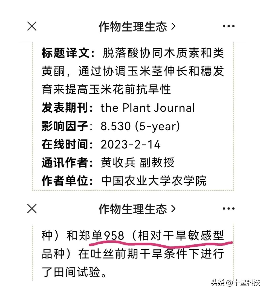 郑单958玉米新品种特征及表现,郑单958玉米品种是哪里培育的
