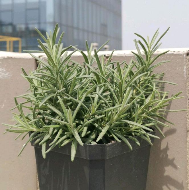 屋里养什么花不招苍蝇,家里养这2种花净化空气带来好运