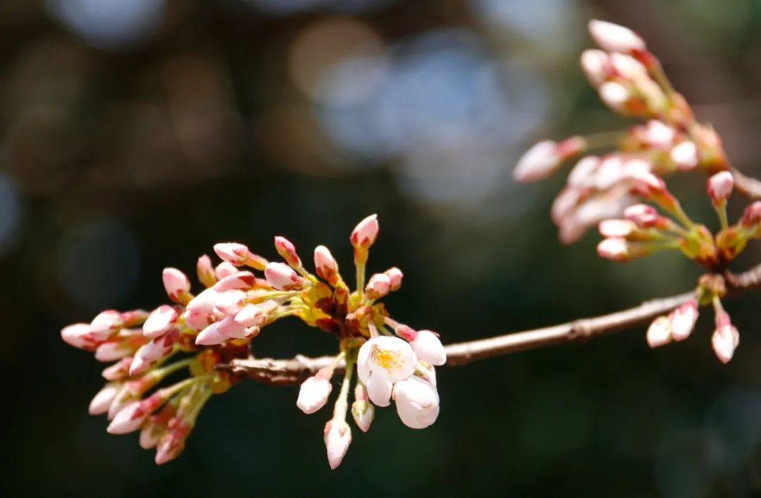 最适合发朋友圈的春天诗句,100句绝美春日诗词温柔又浪漫
