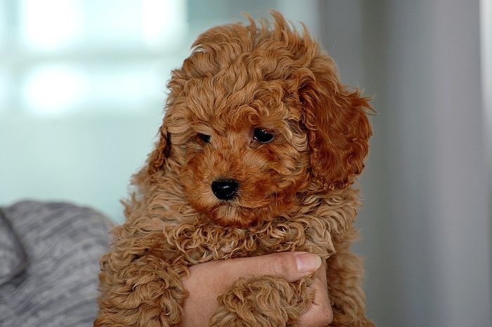 纯种泰迪和不纯种泰迪犬图片,你家泰迪多重