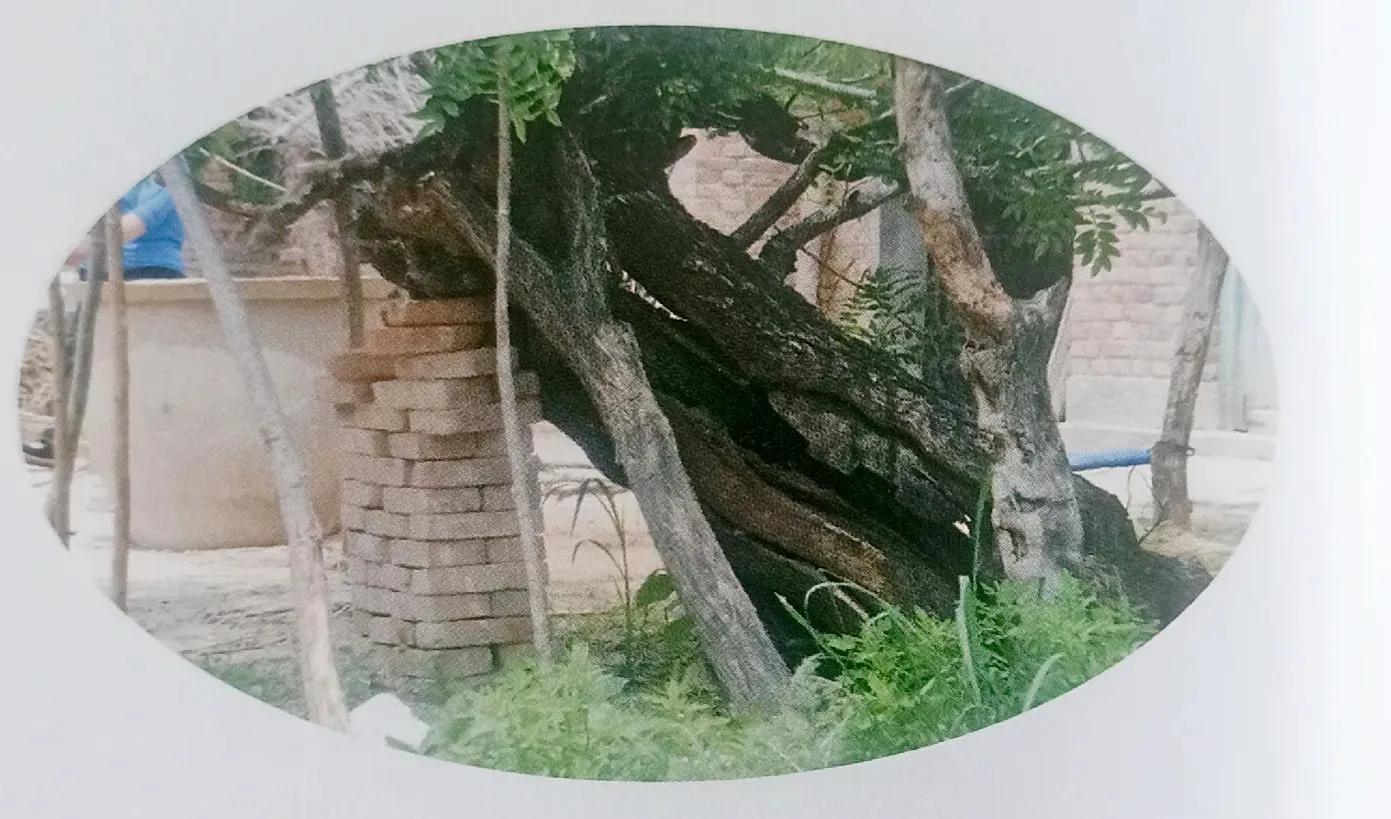 成武县古树,临武县古树