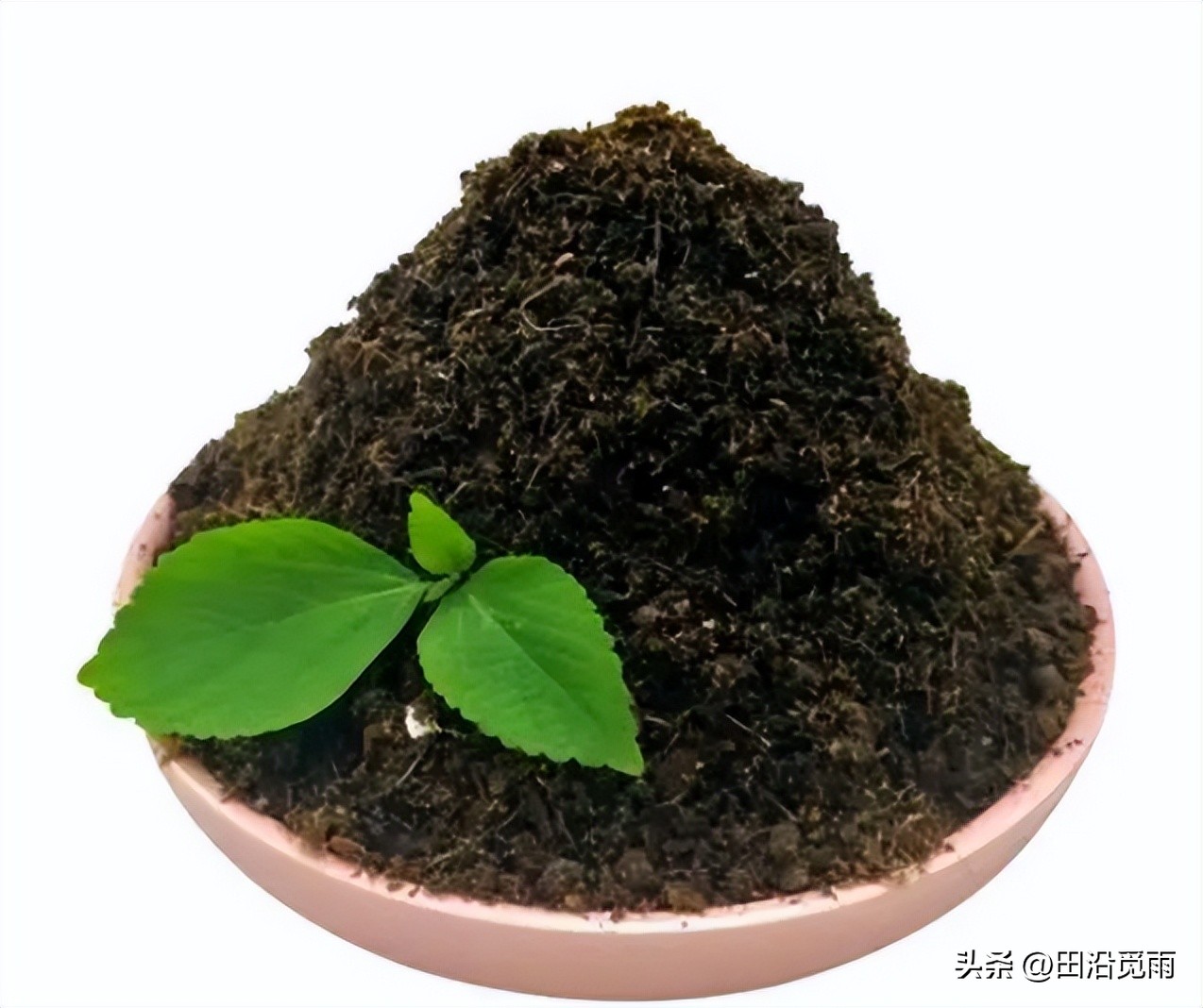 松树盆景土配制方法,黄杨盆景土配制方法