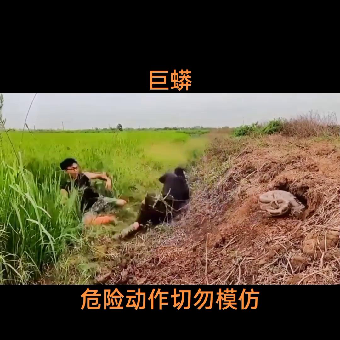 巨蟒#人与动物和谐共处