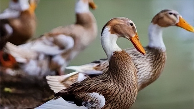 鸭子拉的粪便跟水一样怎么回事,鸭子拉水样屎尿怎么办