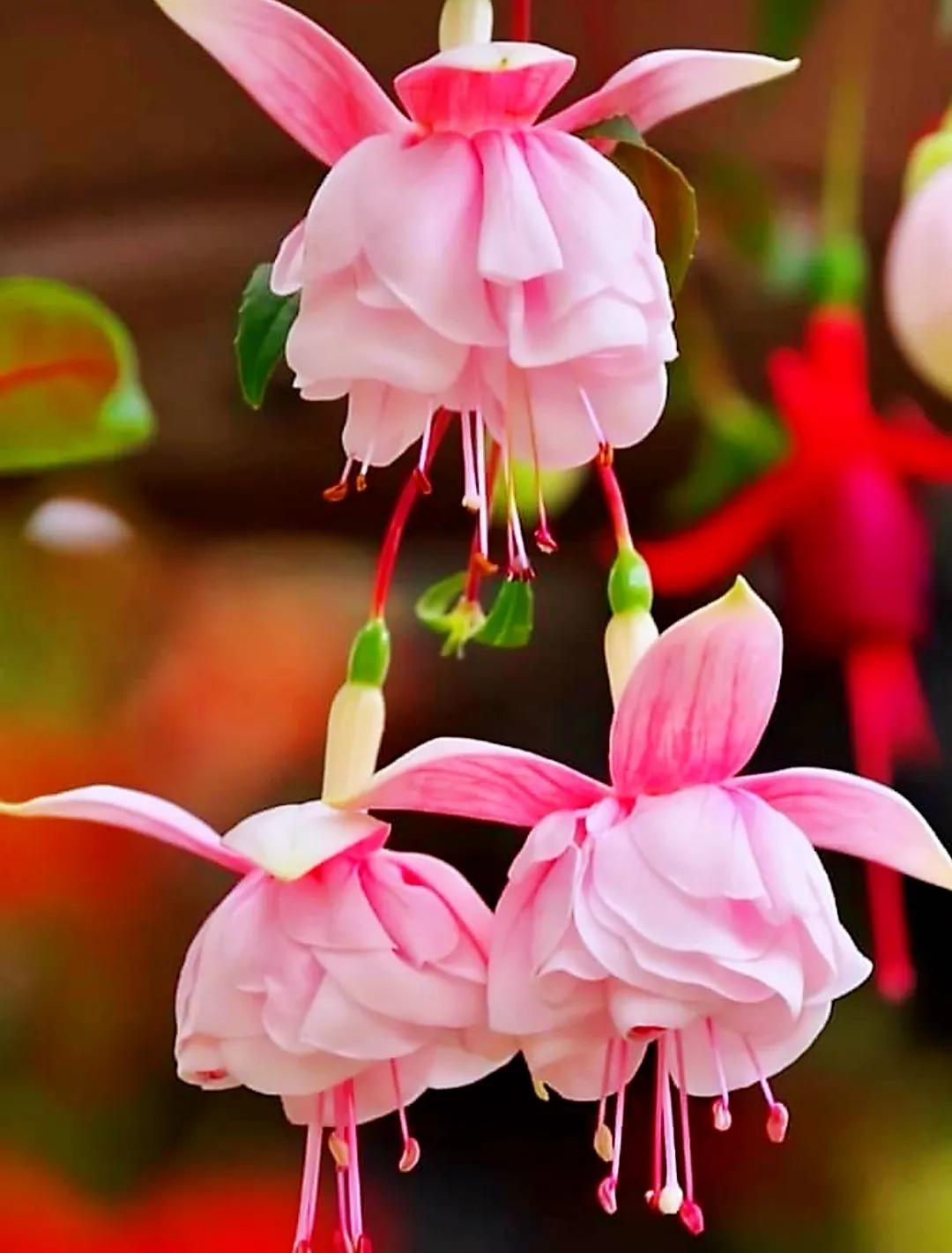 鲜花永远是女人的最爱,鲜花打动女人心