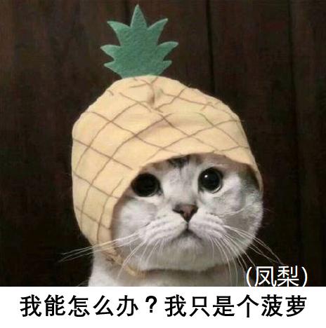 水培凤梨菠萝,菠萝水培最简单的方法