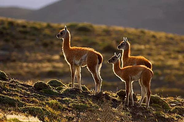 来自安第斯山脉高原的羊驼,安第斯神与羊驼